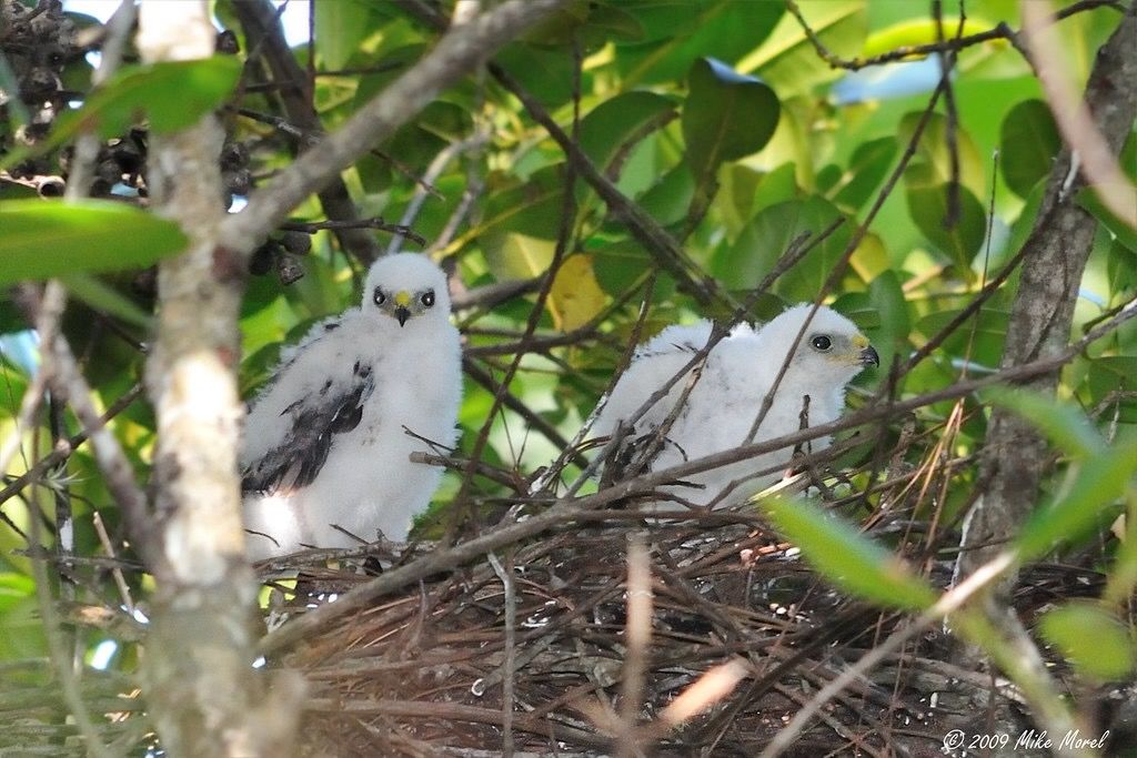 Sharp-shinned Hawk, chicks by Mike Morel/
